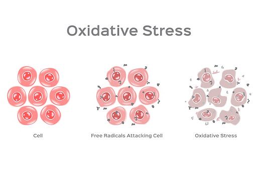 OXIDATIVE STRESS: UNMASKING THE ANXIETY CONNECTION